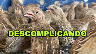 PORQUÊ O MANEJO COM FILHOTES DE CODORNAS É MAIS COMPLICADO? / “ Descomplicando” 😃