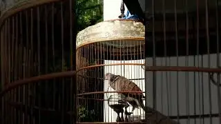 Competition tekukur