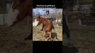 Teaching Ridden Pressure Cues With Positive Reinforcement