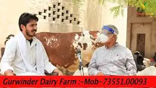 देखिये ! Gurwinder Dairy Farm की ब्रीडेड एच.एफ बछिया | Gurwinder Dairy Farm | Mandi Dabwali | PB|