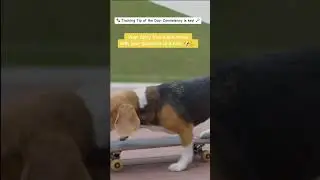 🐾 Training Tip of the Day: Consistency is key! 🗝️
