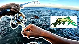GT fish on STRIKE PRO Magic minnow|| SOLO fishing || Goa coast