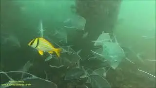 Porkfish (Anisotremus virginicus) Florida, USA by Antonio Silveira.