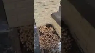 aggressive rat chasing man