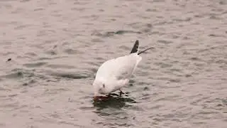 Gull at Sandwell Valley Country Park