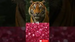 Tiger vs Ruby | Nature's Power vs Nature's Beauty#hybridanimals #hybrid #viralshort #tiger