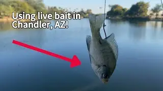 Using live Bluegill in Urban Pond (ASU Research Park)