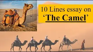 10 lines Essay on The Camel | Essay on Camel in English | Essay | Camel | Desert | Herbivores