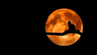 5 Min Deep Sleep , Maditation Music, Relaxing Music, Study Music, Brain Booster Music,