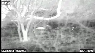 Thermal Armadillo Hunt with Insight IWNS-T PAS 27 Clip on thermal weapon sight.