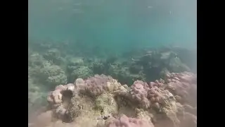 Raiatea Lodge Hotel Snorkeling