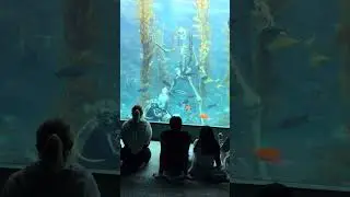 Birch aquarium, museum presentation#aquariumlife #aquariumfish #aquariumhobby #aquariumvisit 