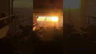Shipping the calves while the sun is rising in Montana.  Amazing sight on our farm.
