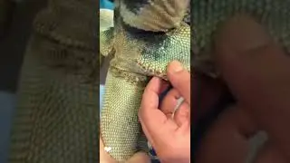 角栓　角栓除去　イグアナ　#脱毛  #角栓  #角栓除去  #blackheads