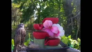 #Birds visit the little fountain