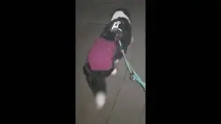 Dog FHO recovery process