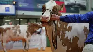 DROINTON ARVIS PROMIS RED wins Senior R&W Class at UK Dairy Expo.Judge Terri Packard (USA) 4K Video