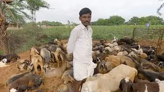 Sheep for sale at Hallikere