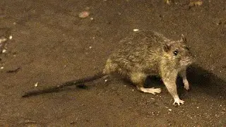 Bubonic plague: Should we be concerned about a new case in China's Inner Mongolia region?