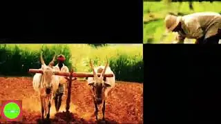 #kisan dada ke liy song//