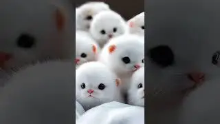 Cutes cats baby #iaq #pets #tvc #growupmychannel #sarkar