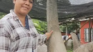 ESCULTURA EN EMENTO . DE CISNE GIGANTE EN PROCESO