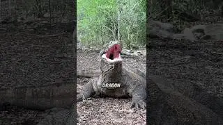 Komodo Dragon 🦎 World&rsquo;s LARGEST Lizard