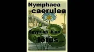 Nymphaea caerulea (Egyptian blue lotus)