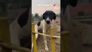 A bond like no other 🐶💗 #explore#reelitfeelit#tending #love #viral