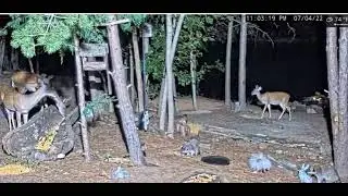 critters video0001