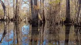 30 seconds relax in a Winter Swamp