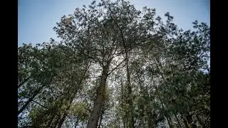 Sustainable Land & Forest Management in Western Kenya