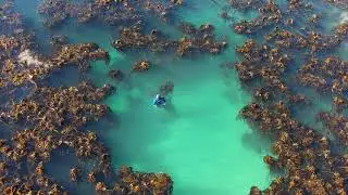 Drone Video of Kelp &ndash; False Bay Hope Spot in South Africa