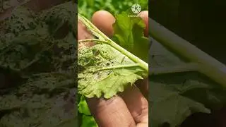Is the radish infected with worms? Simple solution soon to you ☘️☘️🐛🐛😪