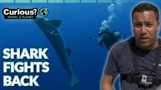 Six Gill Shark Rescue Mission Goes Wrong in Bermuda