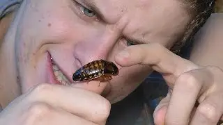 DES INSECTES BIZARRES .. MAIS TROP SYMPAS - EUBLEPHARIS