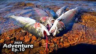 Bank Fishing a School of Trout | Summer Rainbow Trout Fishing