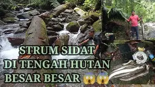 SETRUM IKAN SIDAT MONSTER DITENGAH HUTAN NGERII‼️‼️UP