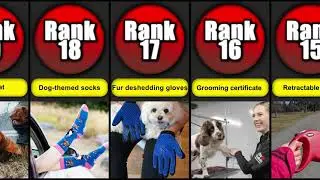 Best Christmas Gifts For Your Dog | Dog list