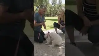 ATTACK OF THE KILLER POODLE MIX!