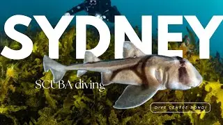 Sydney Diving - What To Expect