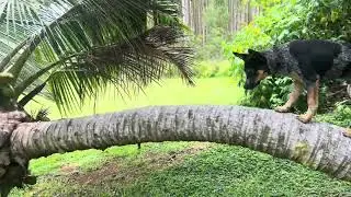 Hawaii heeler pup loved to learn