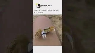 Crab Clearing the sand from his Eyes #shorts #funny #meme #fyp