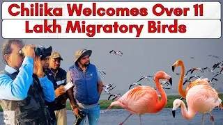 Chilika Bird Census 2026 I BY Sibasankar Hazra #odishatourism #ChilikaLake #BirdCensus2026