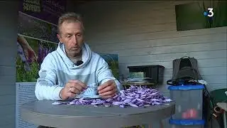 Vaucluse : la récolte du safran à Entrechaux