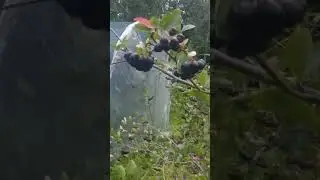 Созревает черноплодная рябина