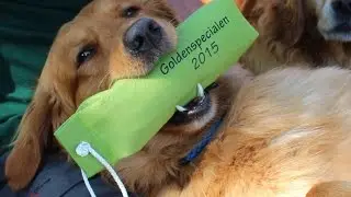Goldenspecialen 8-9 augusti 2015 Kungsbyn/Västerås