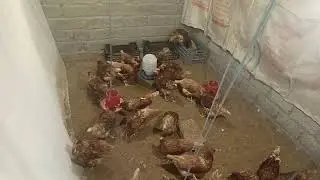 How to Prevent ND Newcastle Disease| IB| Infectious Bronchitis and ChickenEye Problems