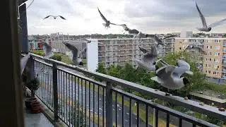 How to Attract Birds to your Balcony | by Feeding Them