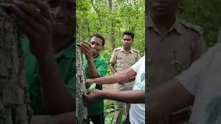 Water Extraction from Asan Tree (Terminalia tomentosa) in karlapat sanctuary Range